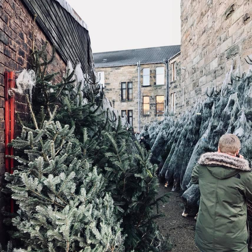 frosty christmas trees outside monument grocers langside