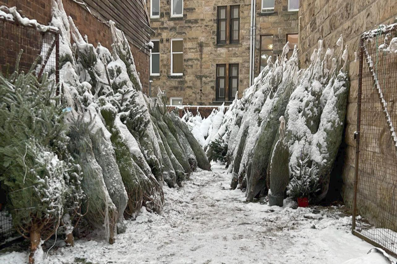 Snow-covered Christmas trees outside Monument Grocers in Langside, Glasgow