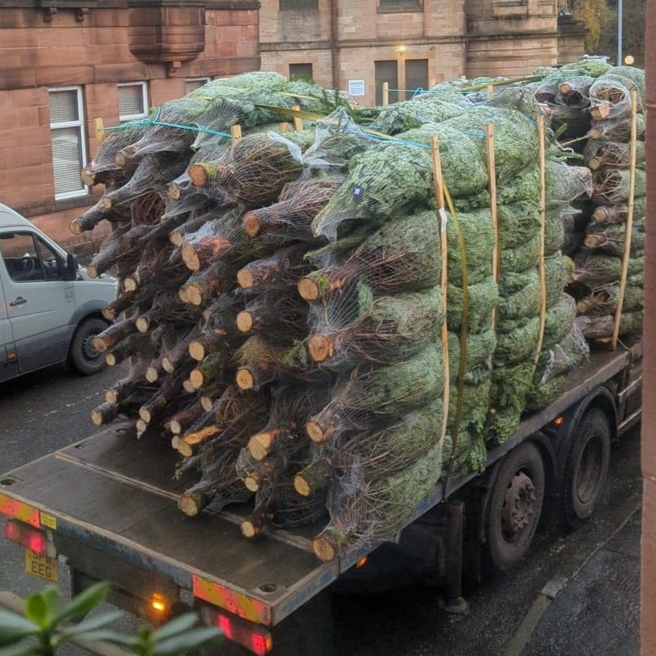Christmas Trees Stacked On A Trailer