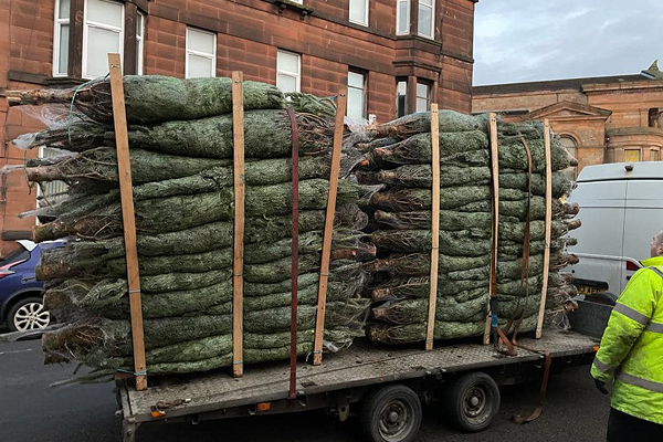 christmas trees on a trailer