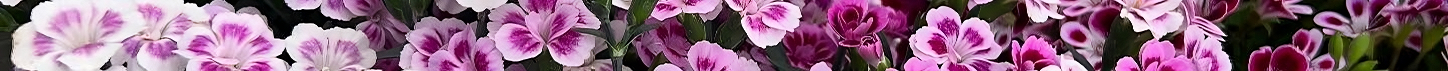 Divider