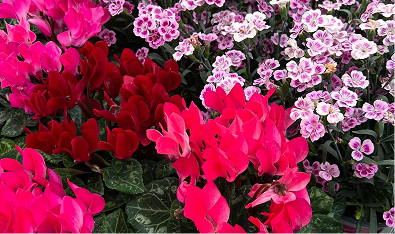 flowers
