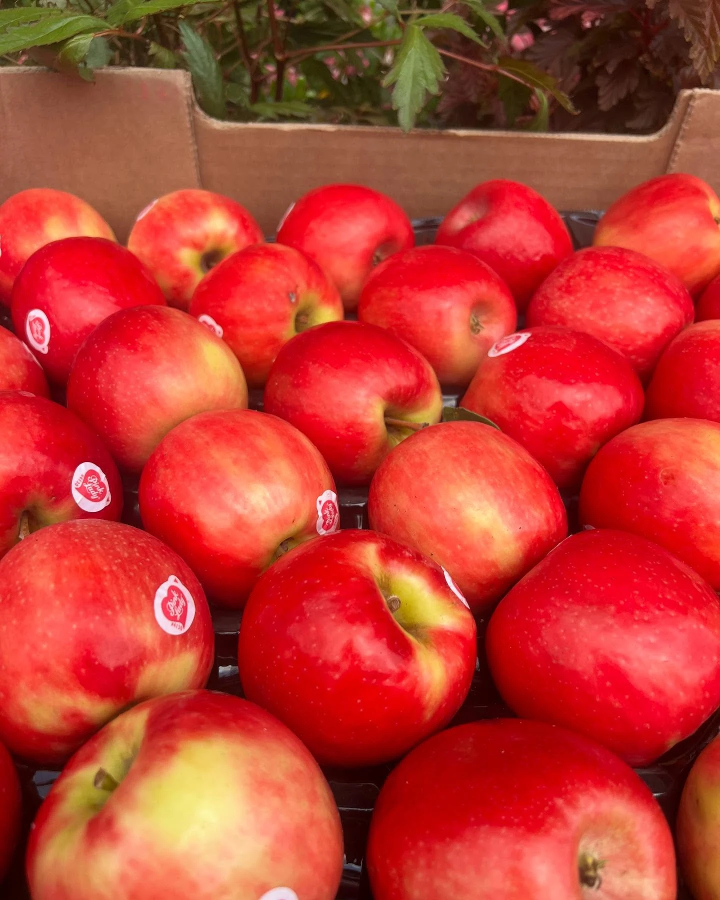 Monument Grocers Langside Apples