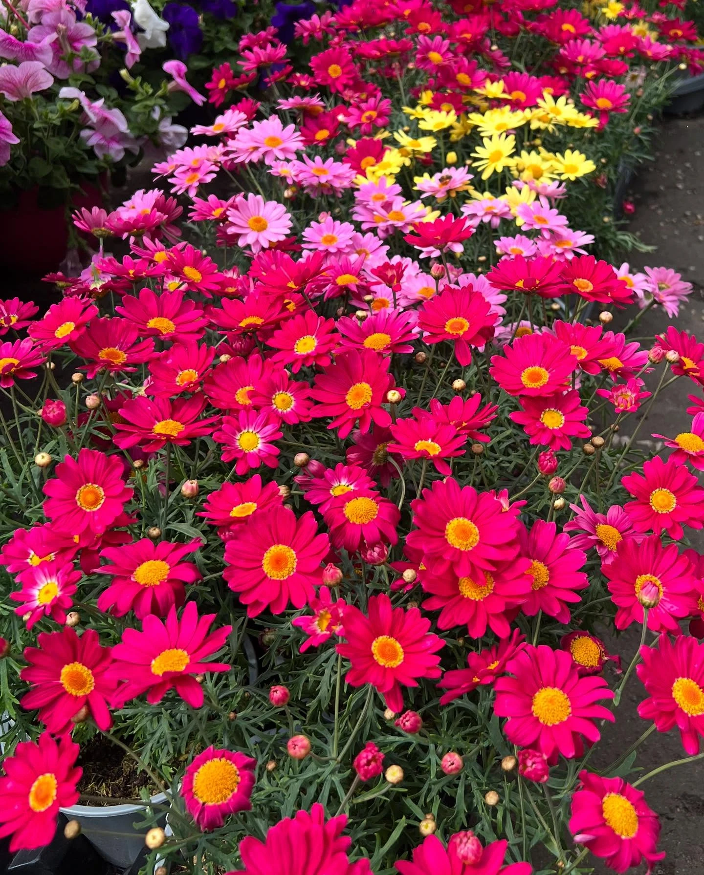 Monument Grocers Langside Flowers 6