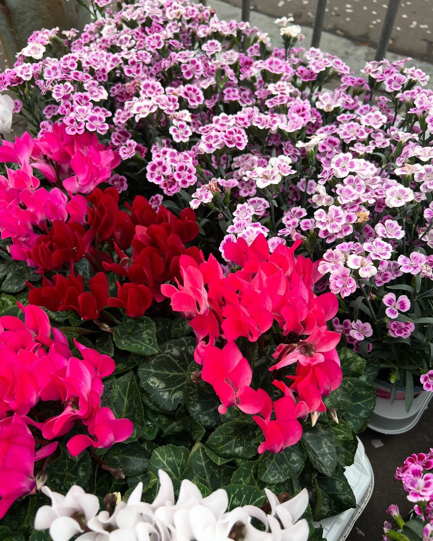 Monument Grocers Langside Flowers 8
