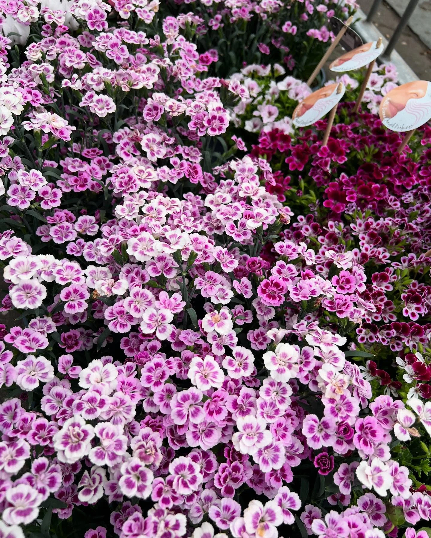 Monument Grocers Langside Flowers 9