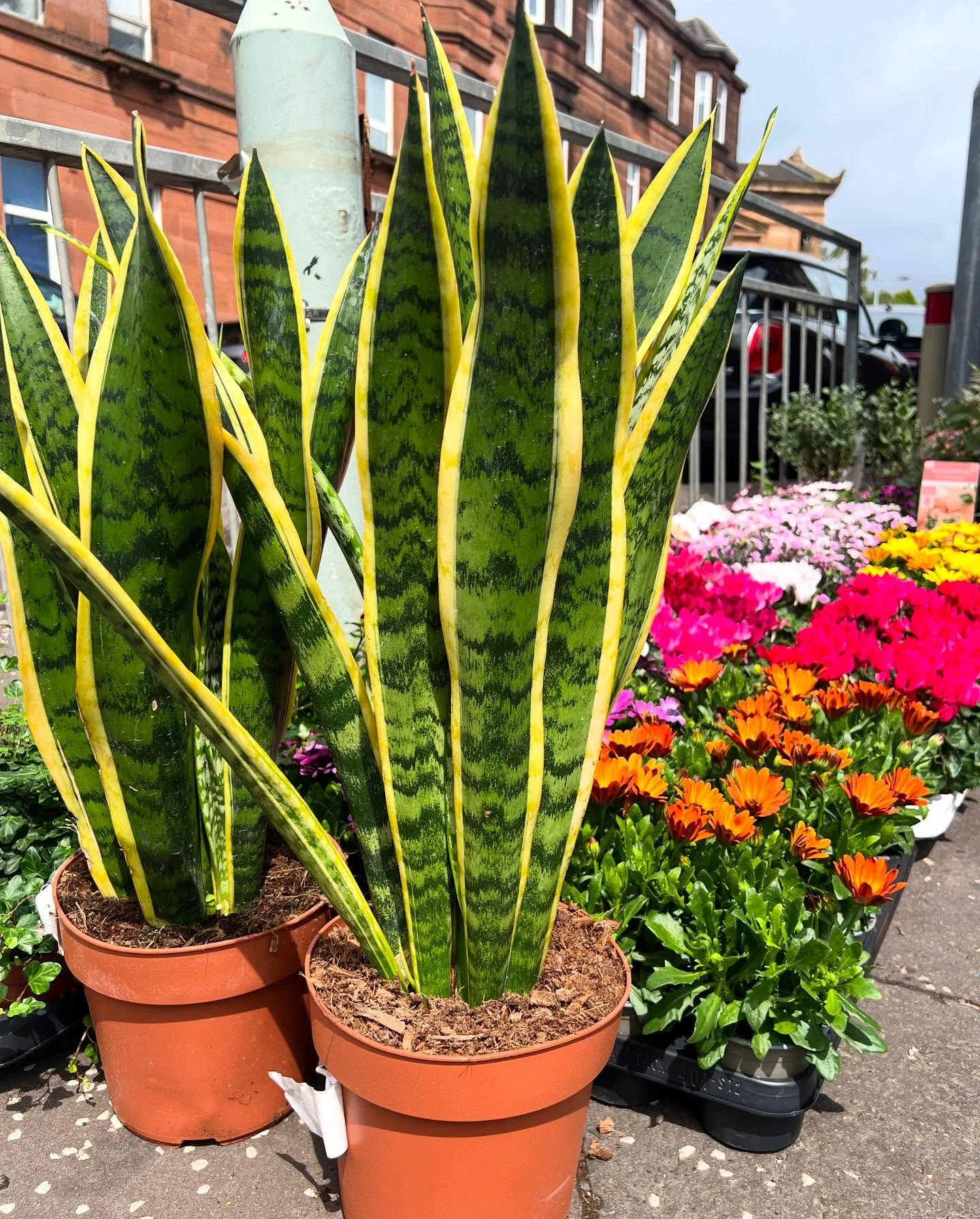 Monument Grocers Langside Plants 2
