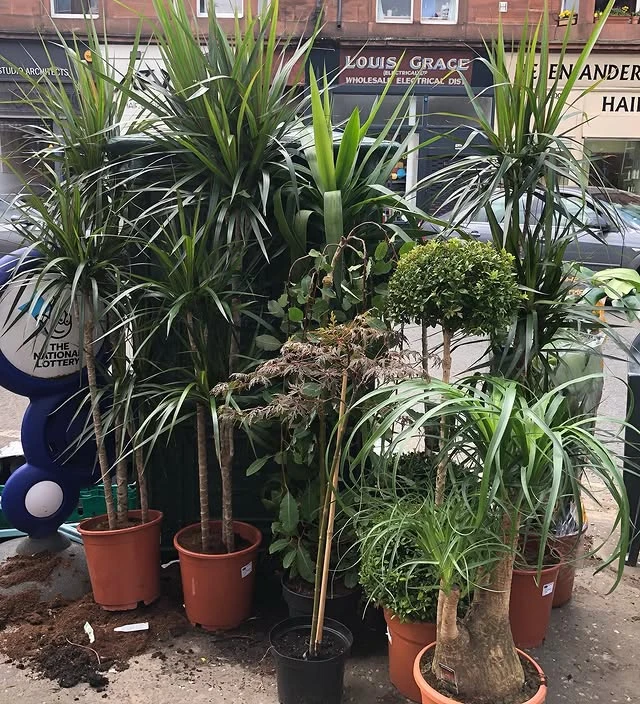 Monument Grocers Langside Plants 3