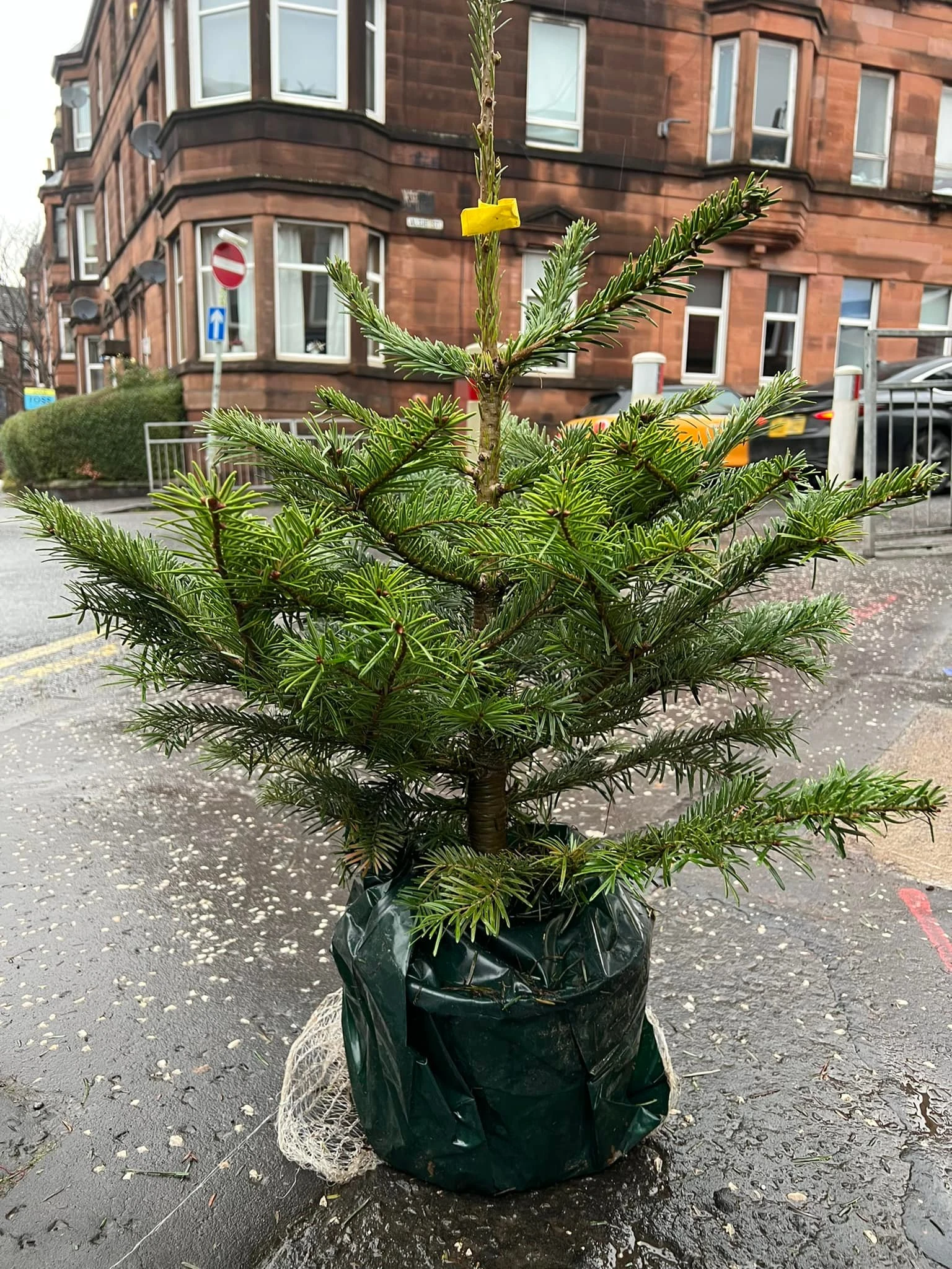 Monument Grocers Langside Potted Plant 1
