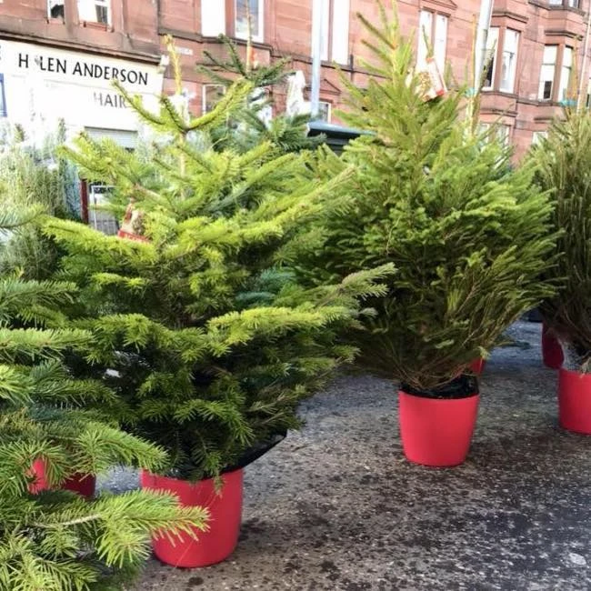 Monument Grocers Langside Potted Trees