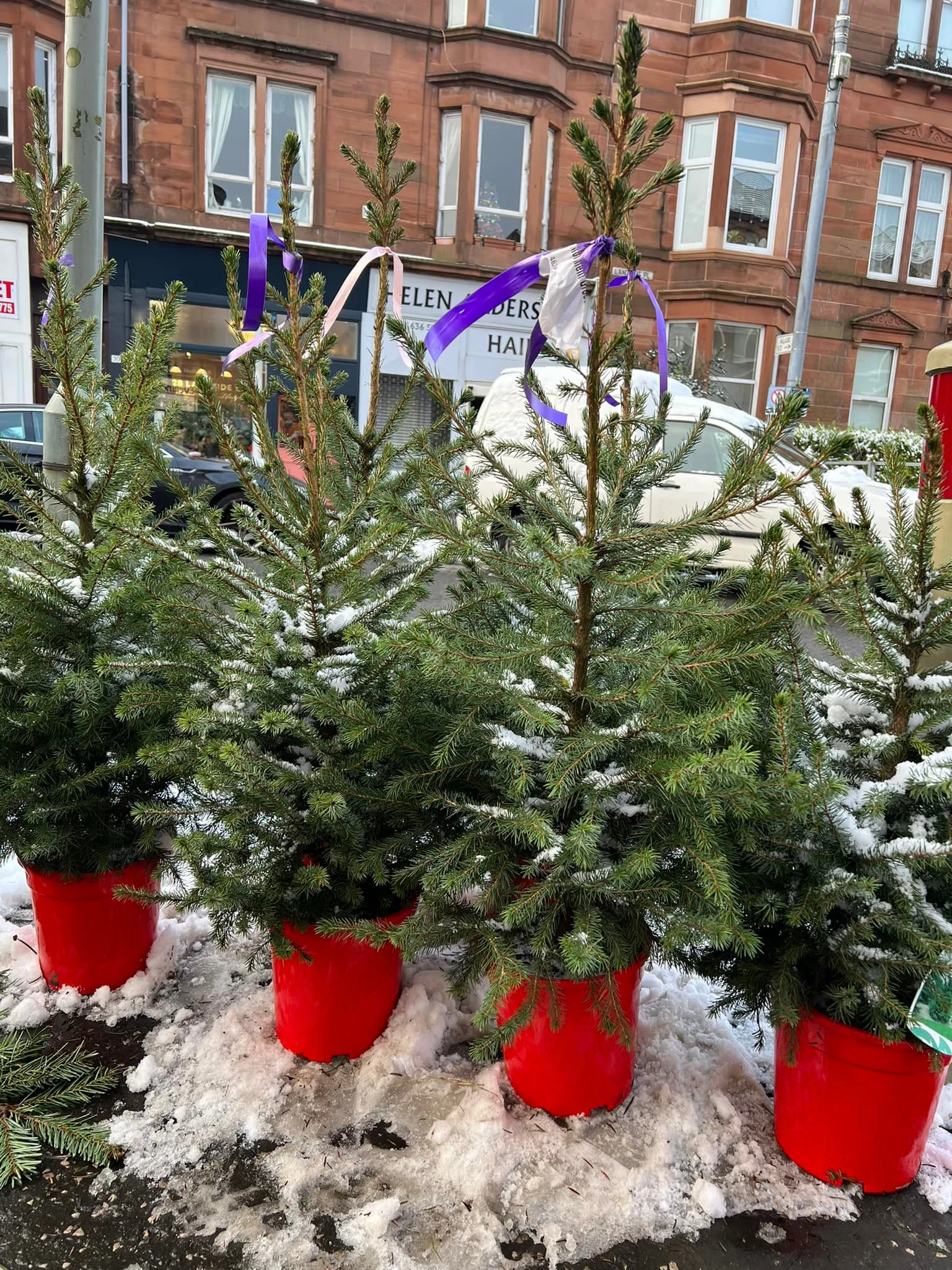 Monument Grocers Langside Potted Trees 2