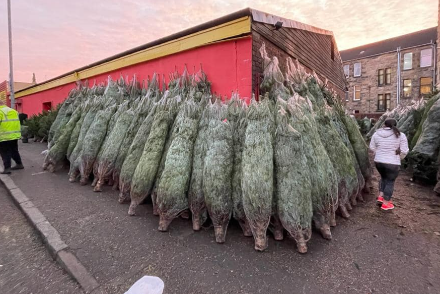 Christmas Trees